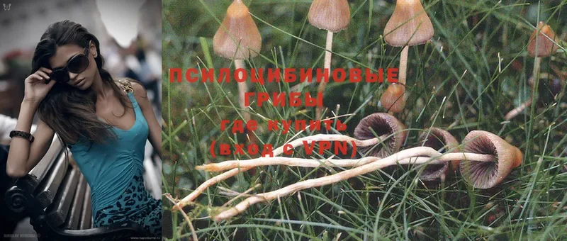 Галлюциногенные грибы Psilocybe  Асино 